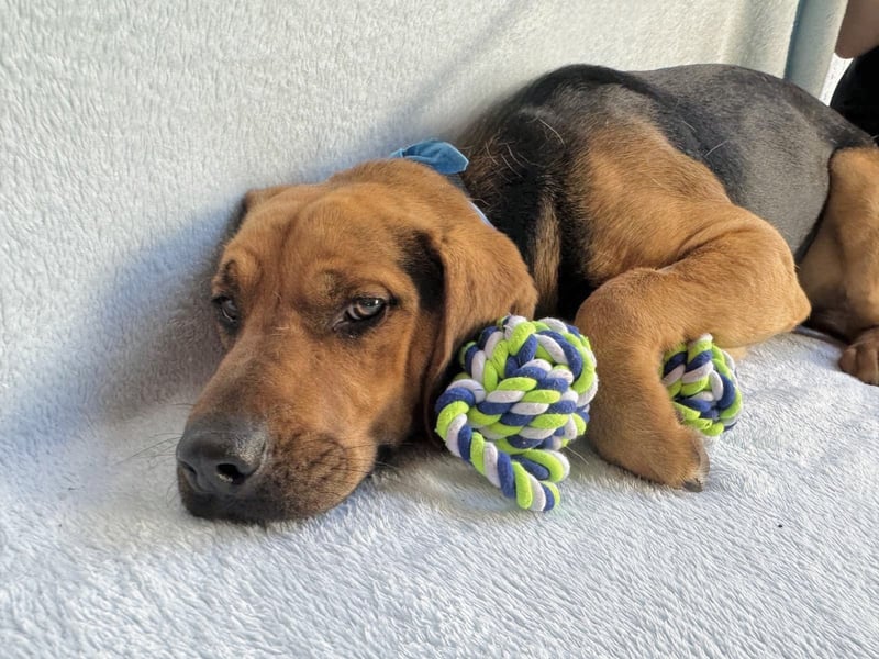 Ash - Sensibler Hundejunge sucht verständnisvolles Zuhause!