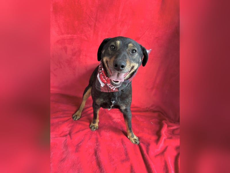 Kurby - Lebensfroher Rüde sucht aktive Menschen!