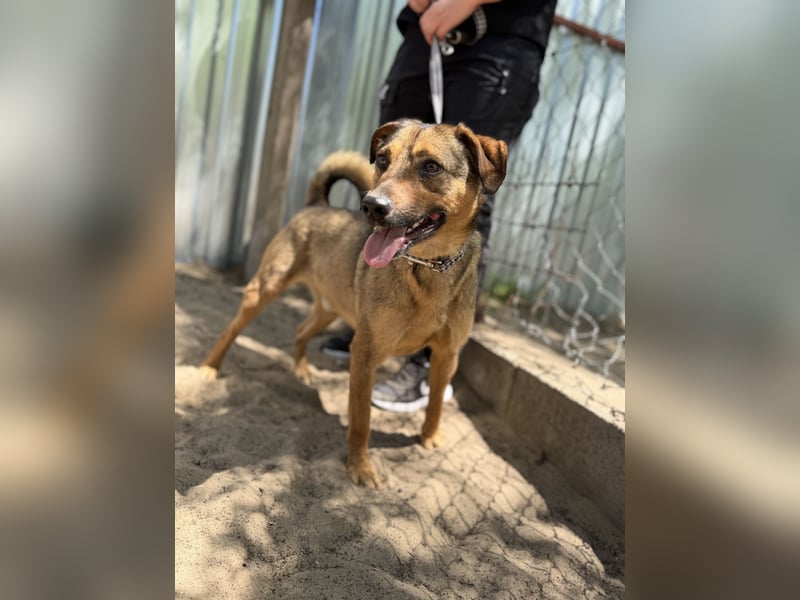 Prometeusz Sensibler Hund sucht Menschen mit Geduld und Herz