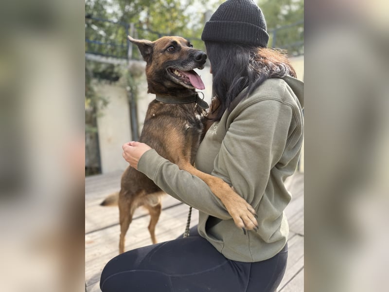 Marlon -Freundlicher, menschenbezogener & aktiver Rüde