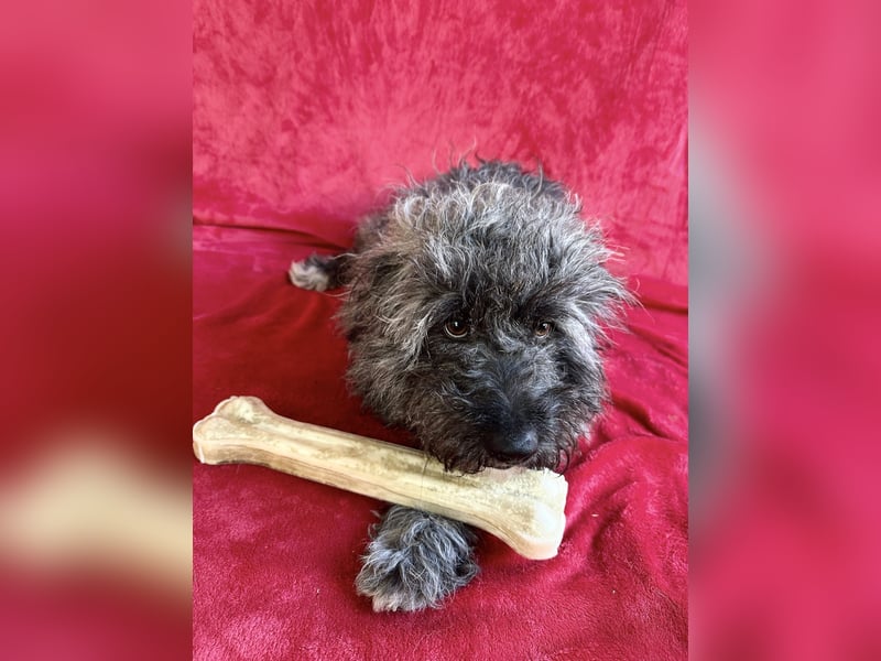 Cody - Sensibler Rüde sucht einfühlsames Zuhause  *bald in 71711 Murr*