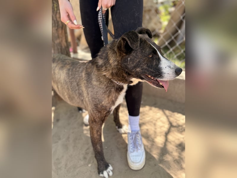 Hardin Fröhlicher, aktiver Traumhund sucht seine Menschen