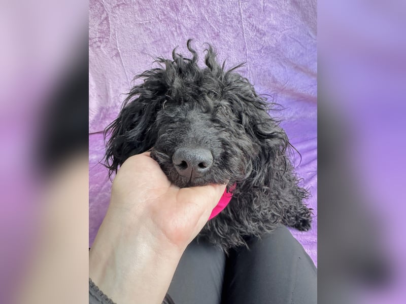 Valerie - Bezaubernde kleine Seele auf der Suche nach Geborgenheit!