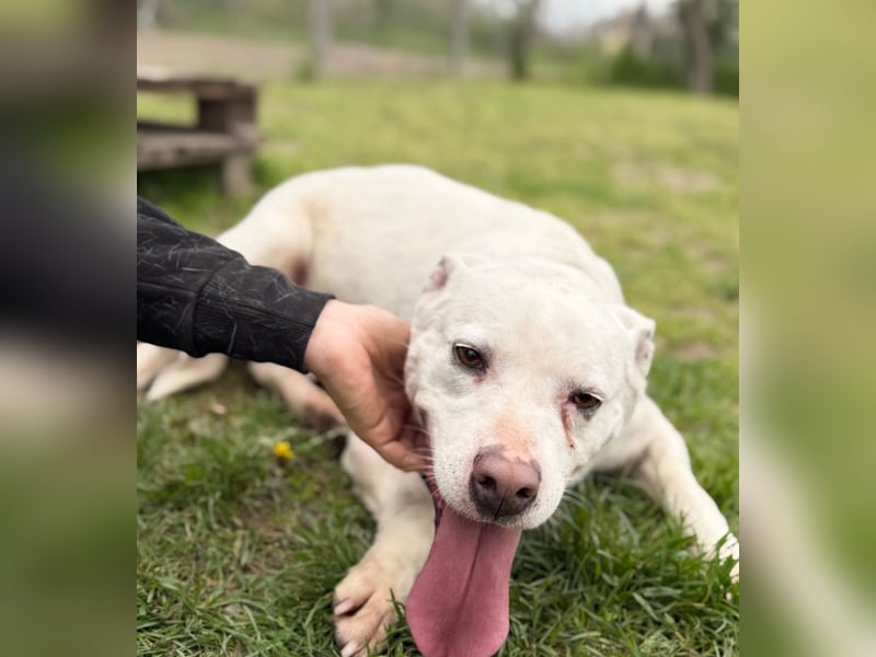 Angel Einzelprinzessin in weiß sucht ihre Für-Immer-Familie