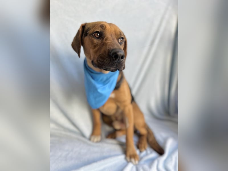Ash - Sensibler Hundejunge sucht verständnisvolles Zuhause!