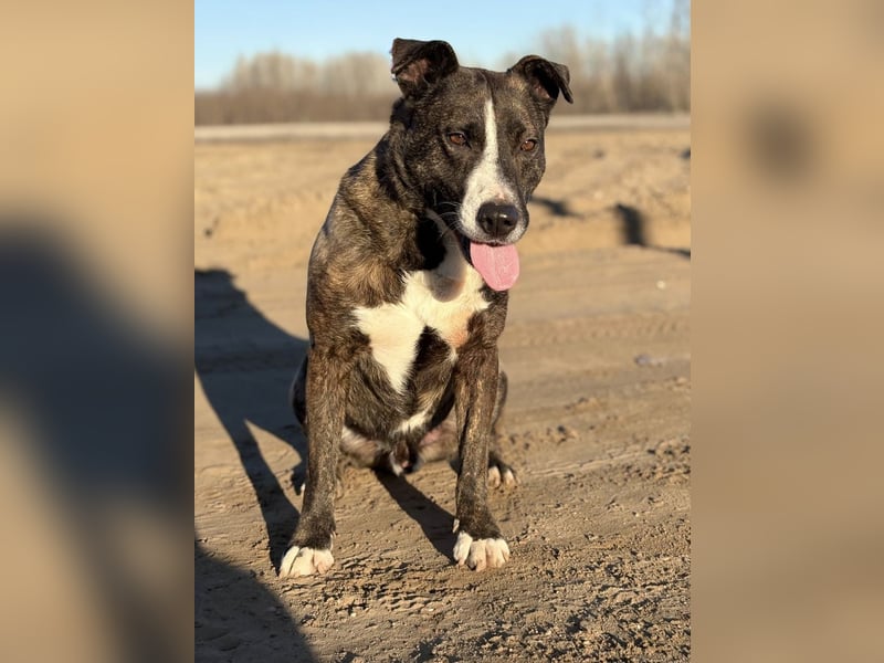 Hardin Fröhlicher, aktiver Traumhund sucht seine Menschen