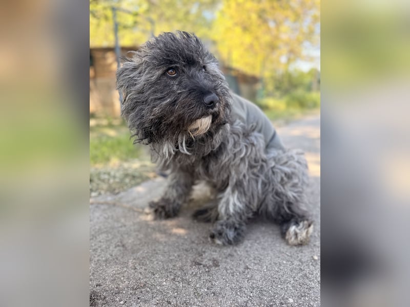 Ella - Sensible Hündin sucht einfühlsames Zuhause