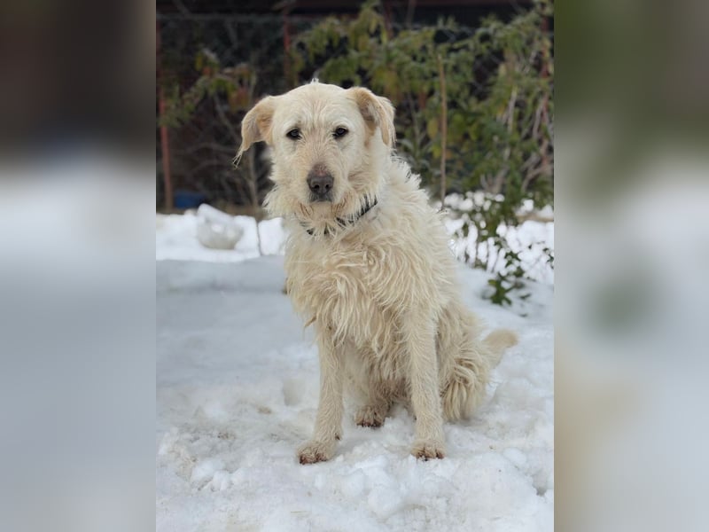 Andon - liebevolle Seele auf der Suche nach seinen Menschen!