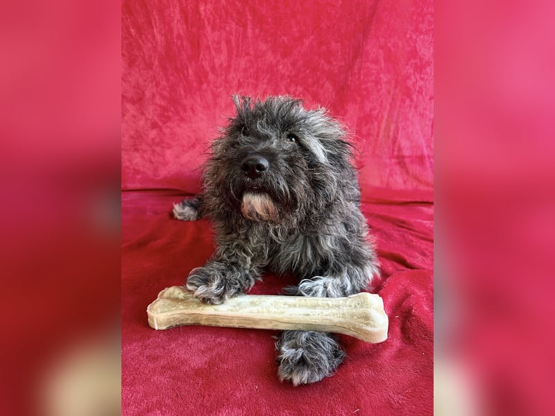 Cody - Sensibler Rüde sucht einfühlsames Zuhause  *bald in 71711 Murr*