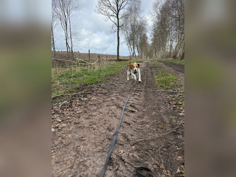 Pippa - Kleine Beagle-Mix Hündin sucht ein Zuhause