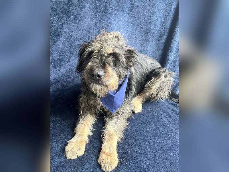 Benji- Freundlicher, ruhiger Rüde - rundum verträglich