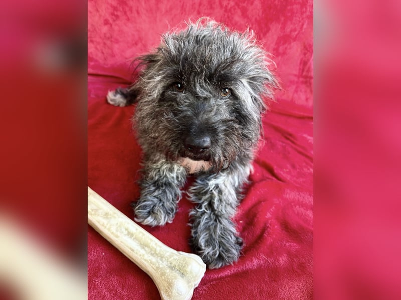 Cody - Sensibler Rüde sucht einfühlsames Zuhause  *bald in 71711 Murr*