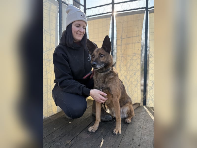 Marlon -Freundlicher, menschenbezogener & aktiver Rüde