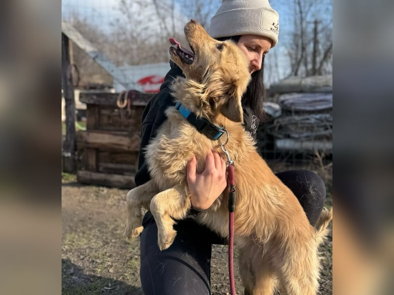 Alfi - Goldiger Rüde sucht sein Für-immer-Zuhause