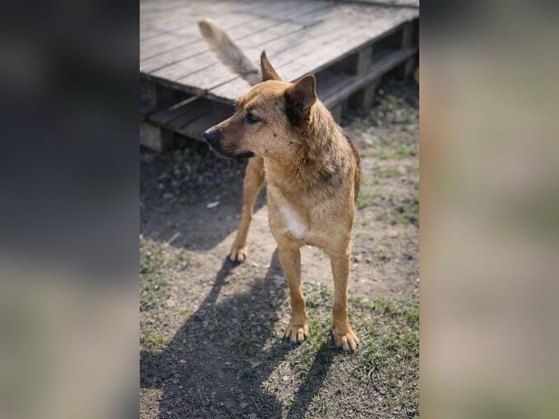 Suki (Cuki) - Freundliche Hündin mit großem Herz sucht ihre Familie