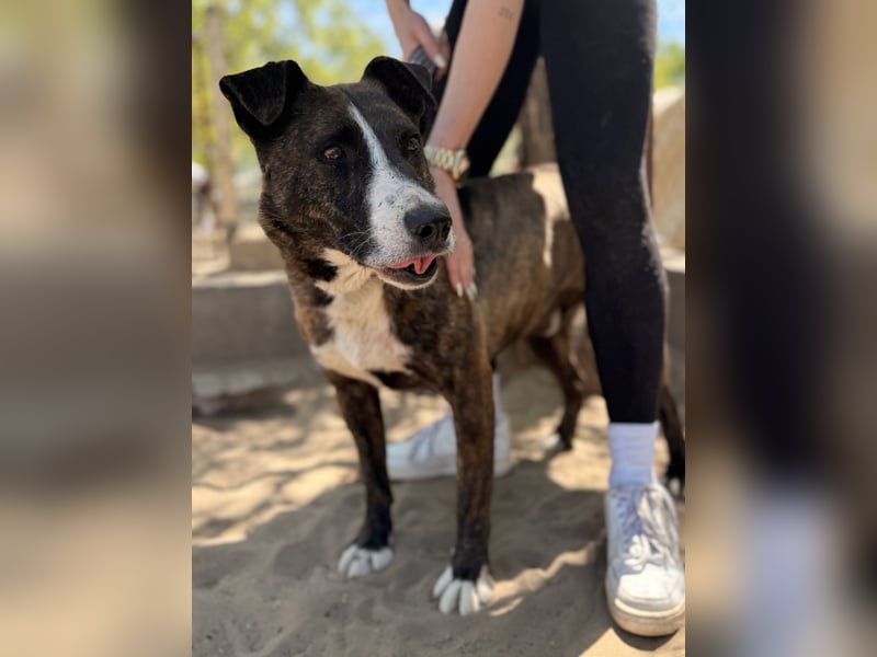 Hardin Fröhlicher, aktiver Traumhund sucht seine Menschen