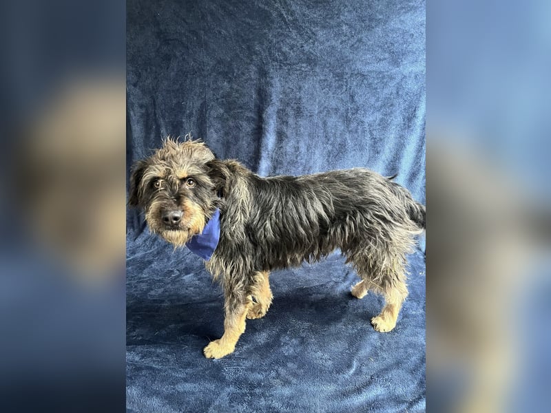 Benji- Freundlicher, ruhiger Rüde - rundum verträglich