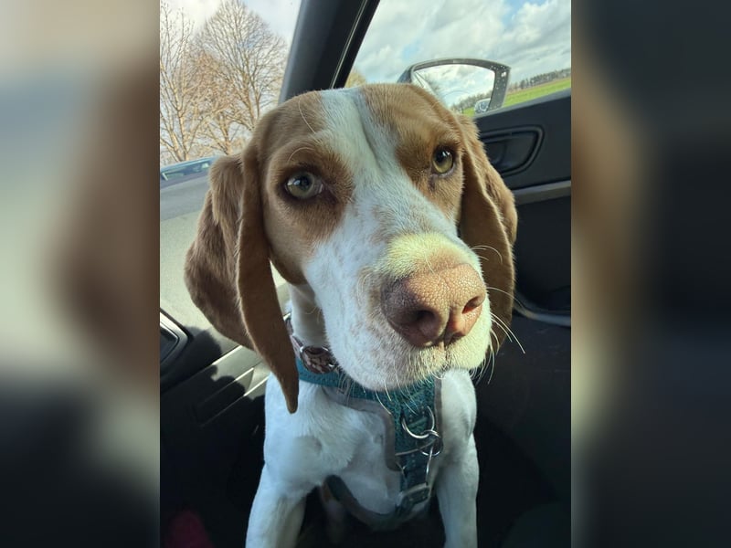Pippa - Kleine Beagle-Mix Hündin sucht ein Zuhause