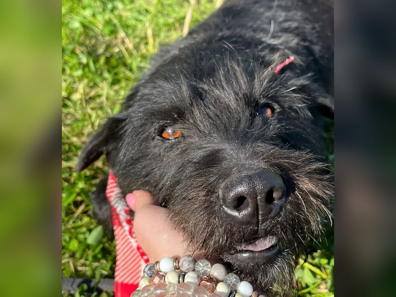 Arny -Leiser, sanfter Rüde auf der Suche nach einem sicheren Platz im Leben