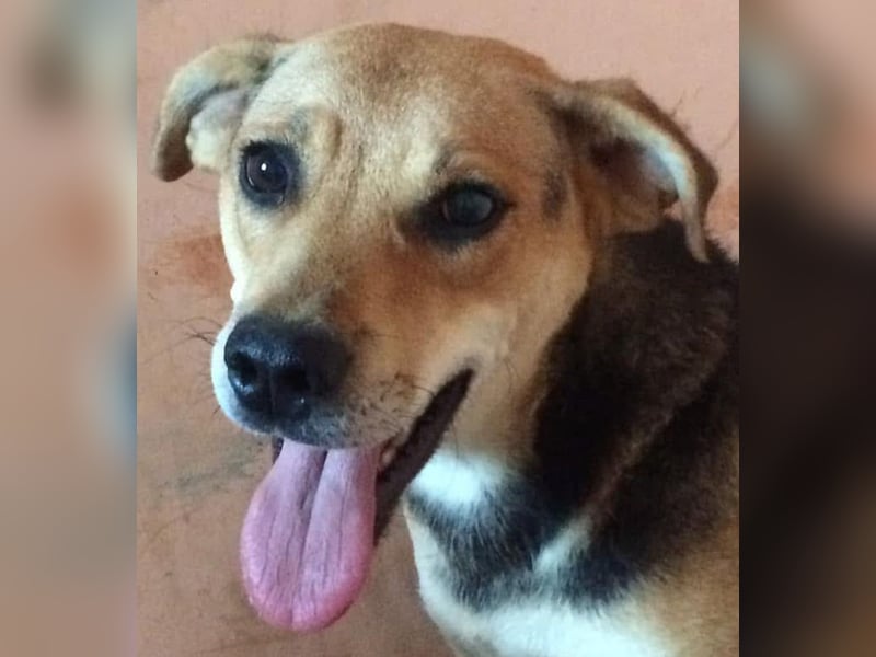 Linda- Sanfte Seele auf vier Pfoten