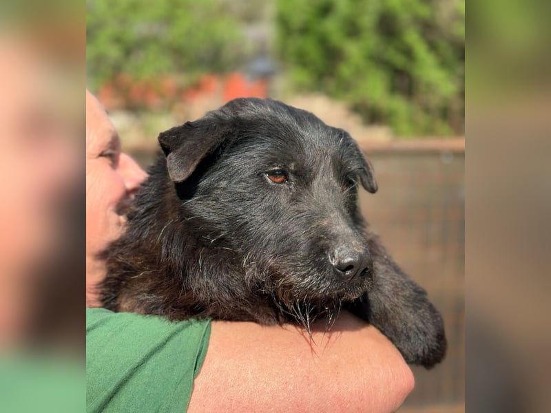 Arny -Leiser, sanfter Rüde auf der Suche nach einem sicheren Platz im Leben