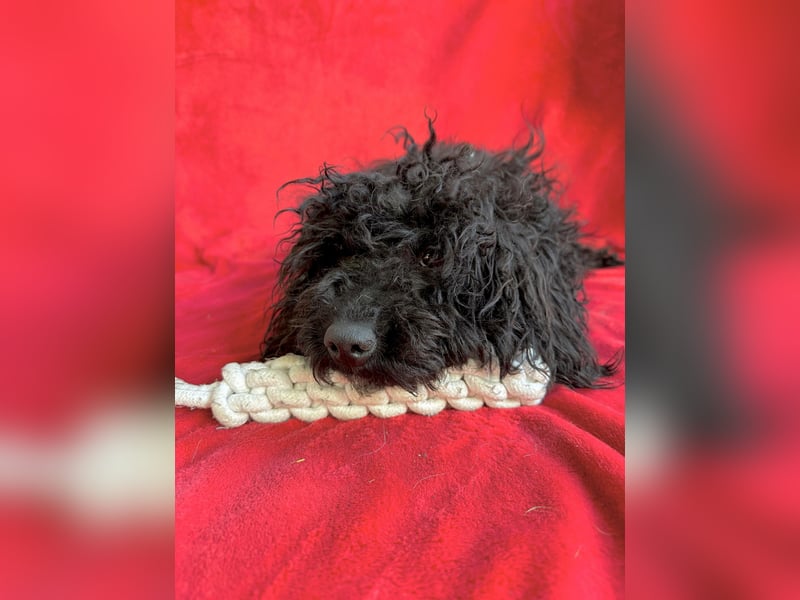 Valerie - Bezaubernde kleine Seele auf der Suche nach Geborgenheit!