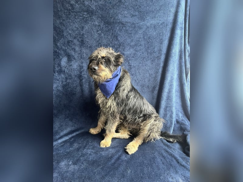 Benji- Freundlicher, ruhiger Rüde - rundum verträglich