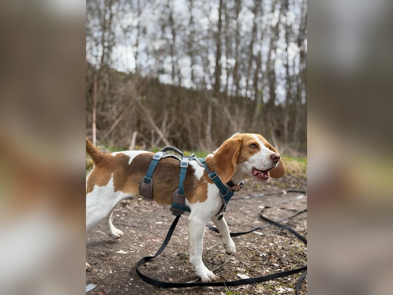 Pippa - Kleine Beagle-Mix Hündin sucht ein Zuhause