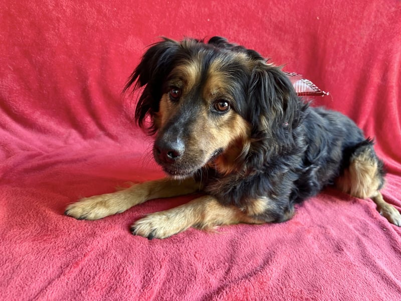 Zapote - Großer Schmusebär auf der Suche nach seinem Happy EndGroßer Schmusebär auf der Suche nach s