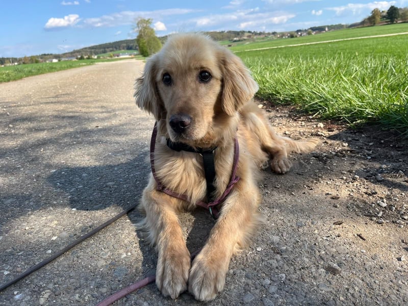 Chopper - selbstbewusster Goldie-Mix sucht seine Familie *in 86685 Huisheim*