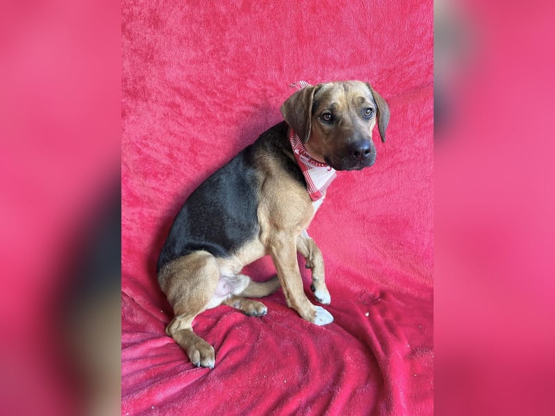 Ash - Sensibler Hundejunge sucht verständnisvolles Zuhause!