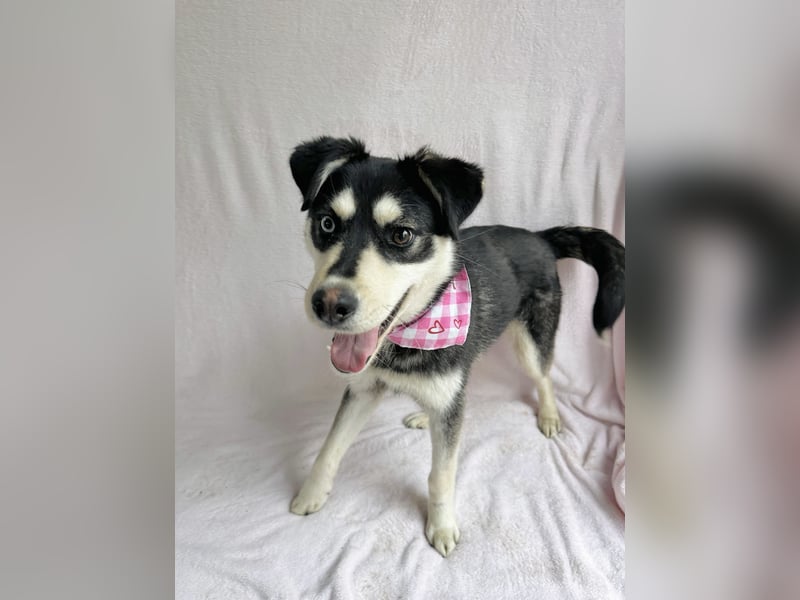 Timur (Trappista) - Menschenbezogener Wirbelwind sucht sein Zuhause