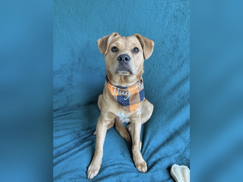 Frisco - Verschmuster Herzenshund sucht sein Glück