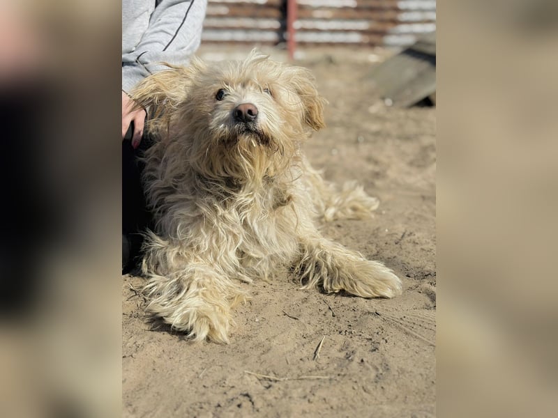 Floki - Zweier-Hunde-WG sucht liebevolle Familie!
