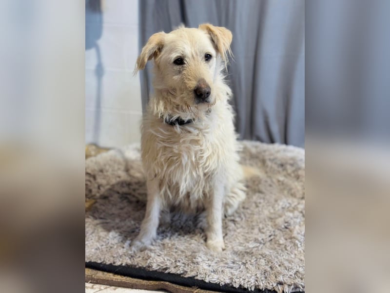 Andon - liebevolle Seele auf der Suche nach seinen Menschen!