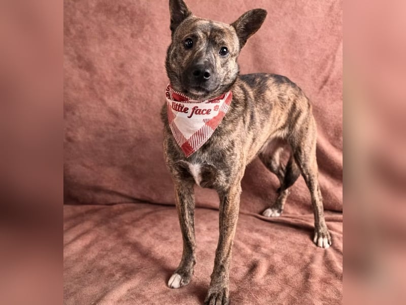 Ryzen - Zurückhaltender Herzenshund bereit für sein neues Leben