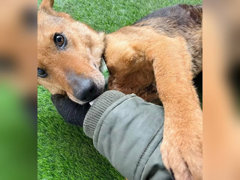 Toby - Sanfte Seele sucht liebevolles Zuhause!