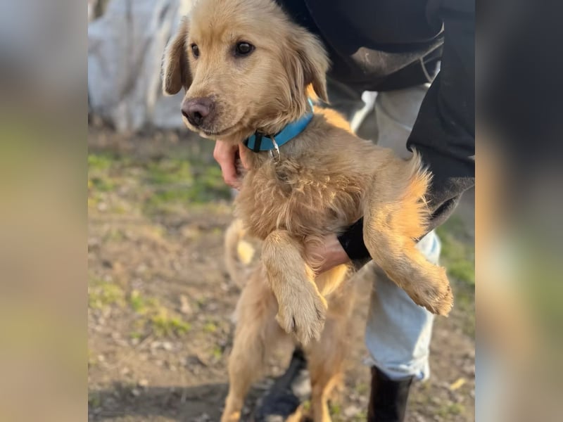 Alfi - Goldiger Rüde sucht sein Für-immer-Zuhause