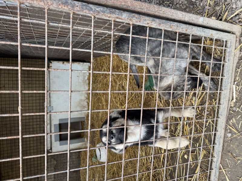 Villi - Junger Mischlingsrüde sucht seine Familie