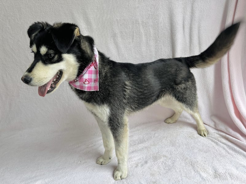 Timur (Trappista) - Menschenbezogener Wirbelwind sucht sein Zuhause