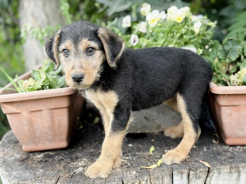 Irma - Bezauberndes Hundemädchen sucht ihr Zuhause!