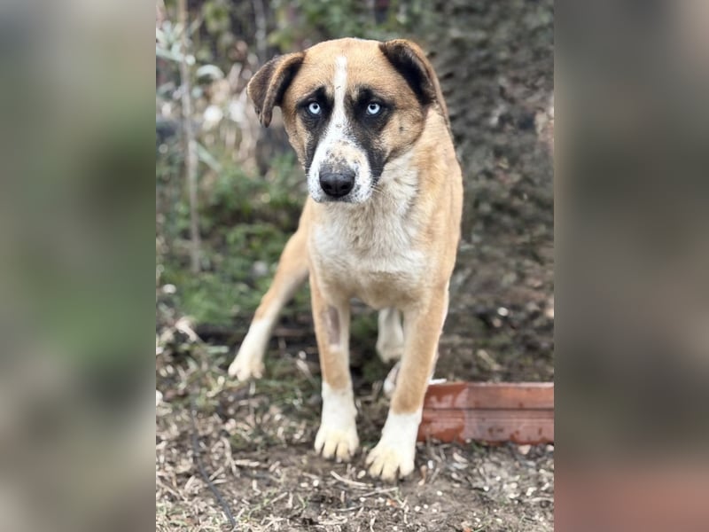 Shirley -Liebes Wesen möchte endlich ankommen!