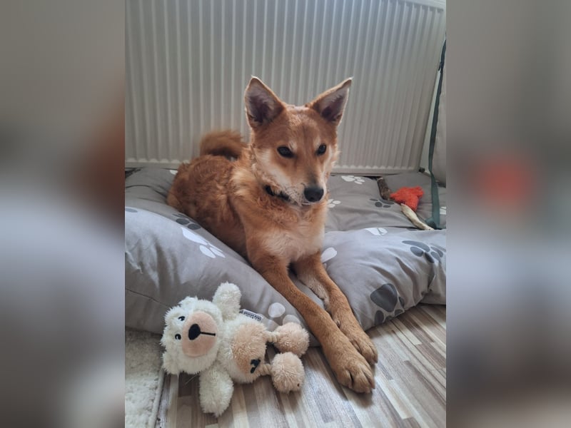 Rony-Aktiver, freundlicher Rüde mit Köpfchen