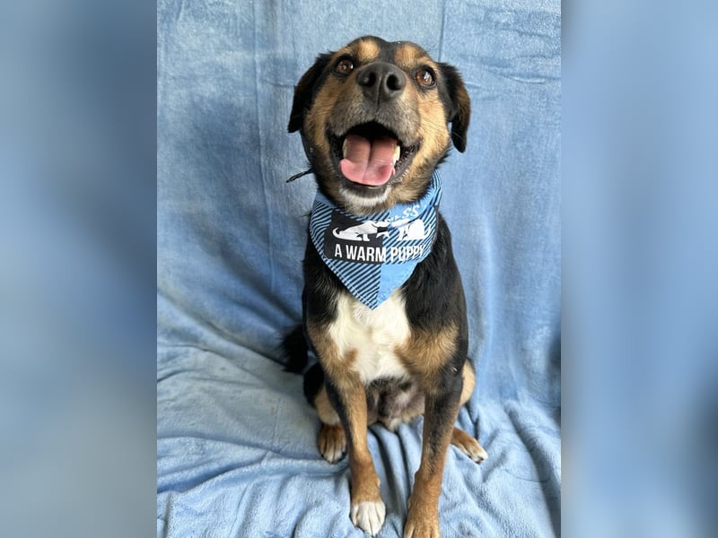 Gareth - Treuer Herzenshund sucht sein Für-immer-Zuhause *bald in 71711 Murr*