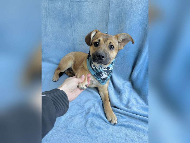 Jeremy - Lebensfroher Sonnenschein auf vier Pfoten sucht sein Zuhause