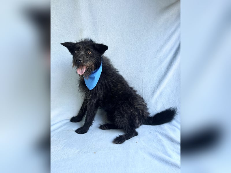 Birs - Fröhlicher Kuschelhund, der seine zweite Chance so sehr verdient hat!