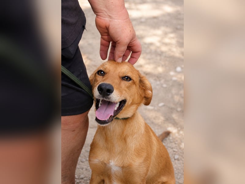 Ayla - Lebesnfrohes Hundemädchen sucht ihr Für-immer-Körbchen