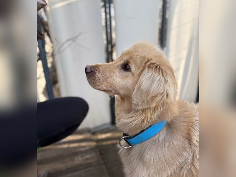 Alfi - Goldiger Rüde sucht sein Für-immer-Zuhause