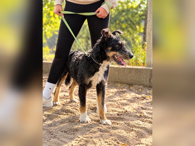 Merlin - Junger Hundebub sucht ein tolles Zuhause!