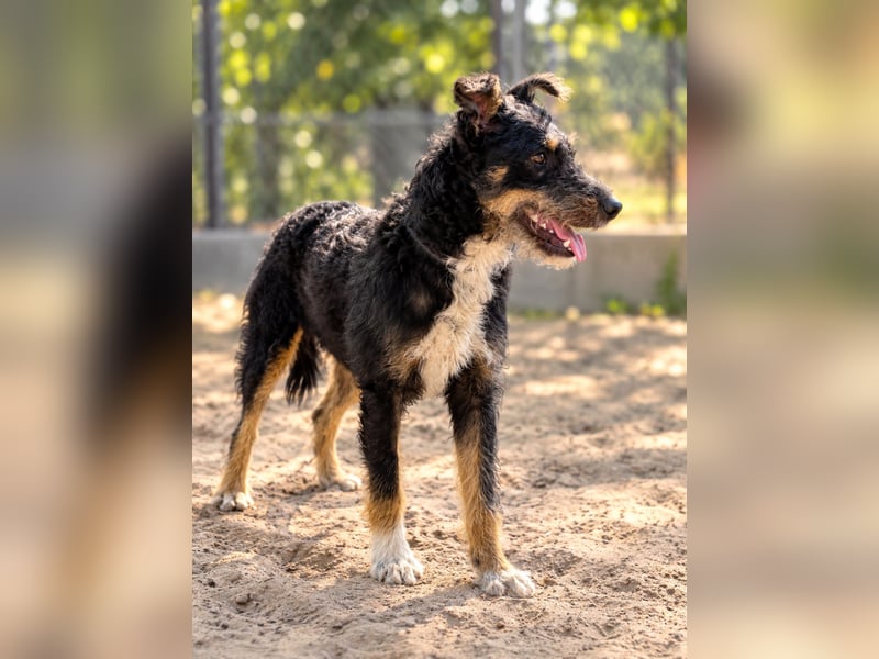 Merlin - Junger Hundebub sucht ein tolles Zuhause!